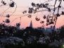 2014 Visualisation de la fleur de cerisier