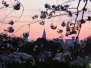2014 Cherry blossom viewing